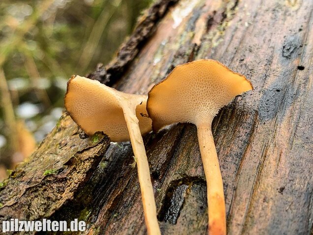 Winter-Stielporling, Lentinus brumalis