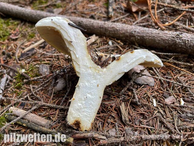 Wolliger Milchling, Lactifluus vellereus