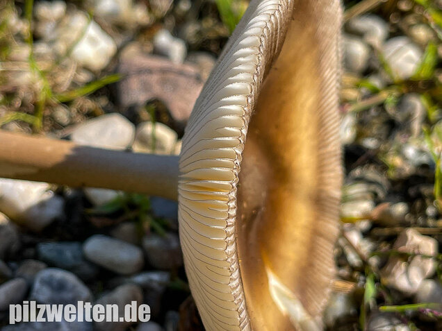 Zweifarbiger Scheidenstreifling, Amanita umbrinolutea