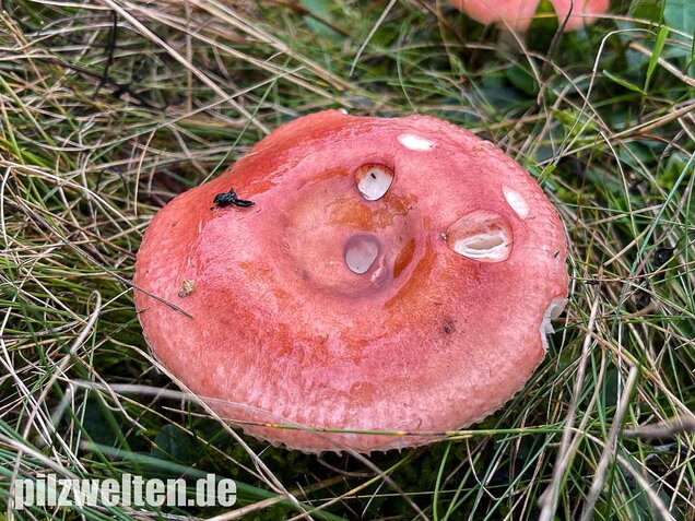 Apfeltäubling, Russula paludosa