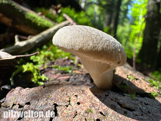 Berindeter Seitling, Pleurotus dryinus