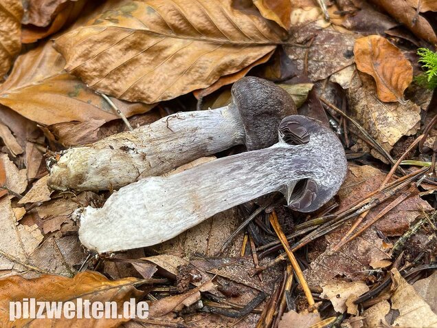 Bitterer Schleimkopf, Cortinarius infractus