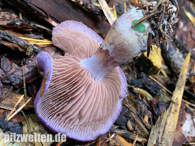 Blauer Schleimfuß, Cortinarius salor