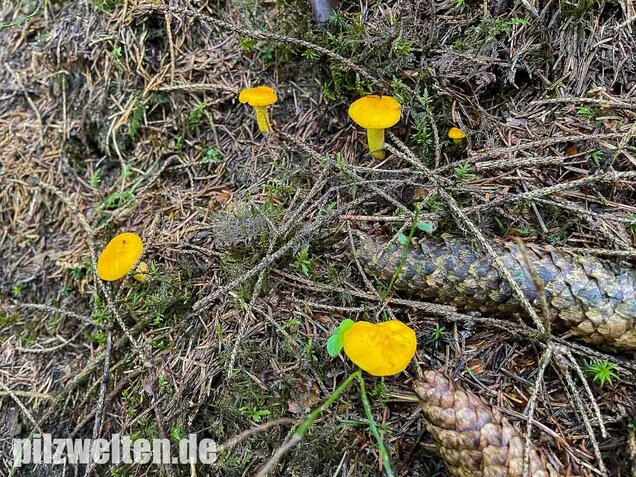 Echter Pfifferling, Cantharellus cibarius