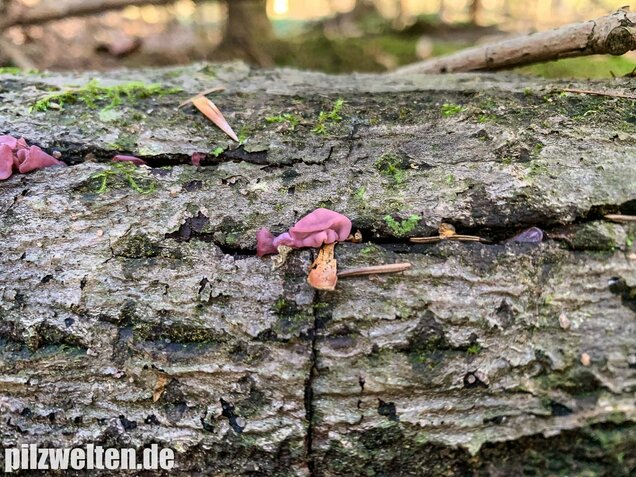 Fleischroter Gallertbecher, Ascocoryne sarcoides