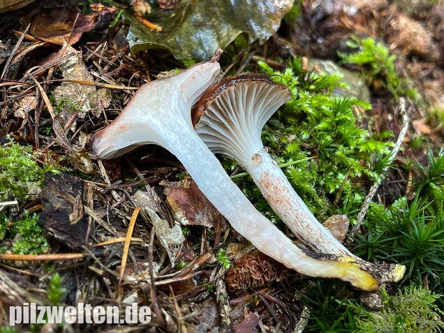 Gefleckter Gelbfuß, Gomphidius maculatus