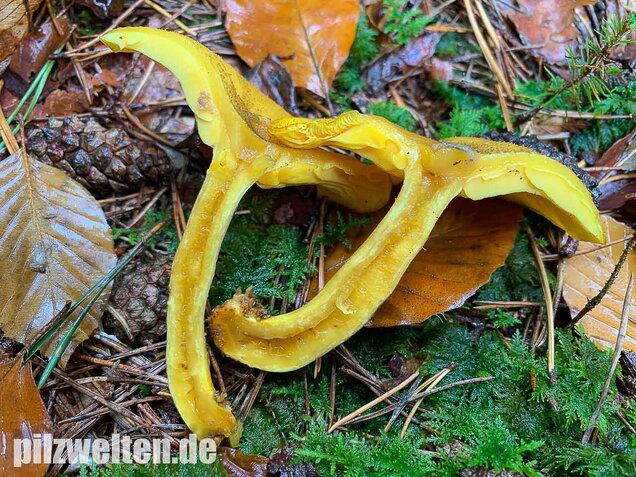 Goldgelber Holzritterling, Tricholomopsis decora