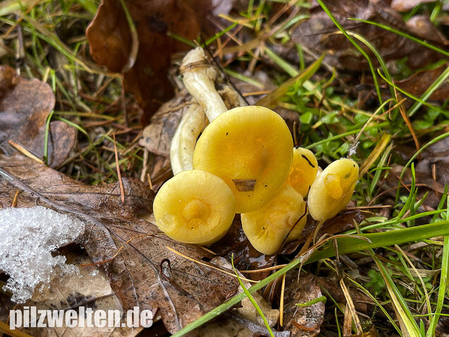 Gelber Lärchenschneckling, Hygrophorus lucorum