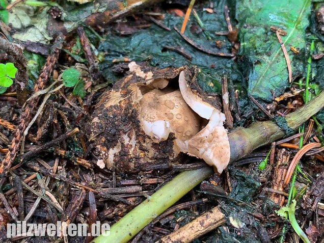 Gewimperter Erdstern, Geastrum fimbriatum