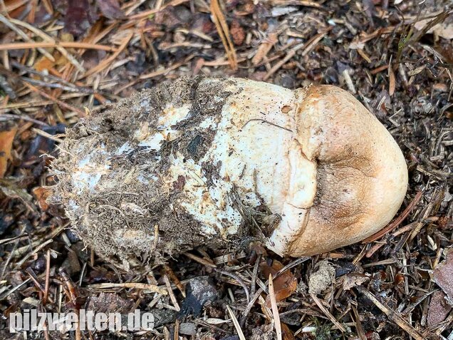 Großsporiger Riesenchampignon, Agaricus urinascens