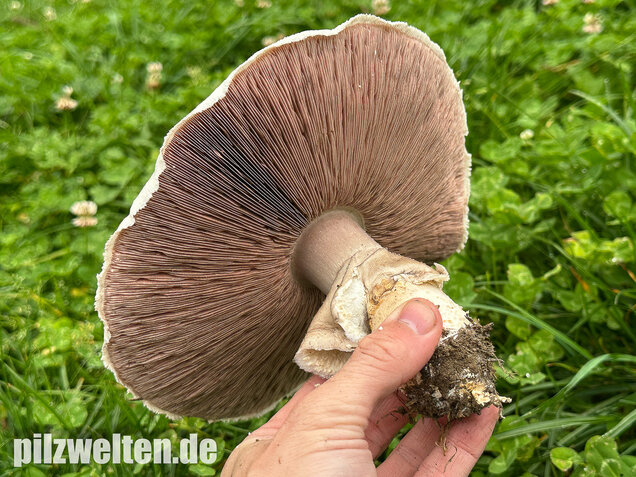 Großsporiger Riesenchampignon, Agaricus urinascens