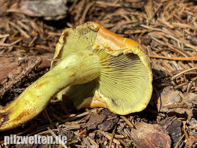 Grünblättriger Schwefelkopf, Hypholoma fasciculare