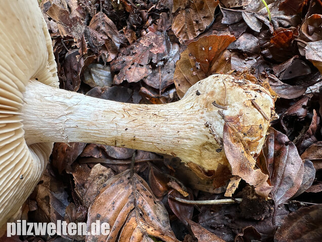 Knolliger Schleierritterling, Leucocortinarius bulbiger