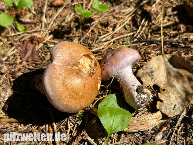 Verfärbender Schleimkopf, Cortinarius largus
