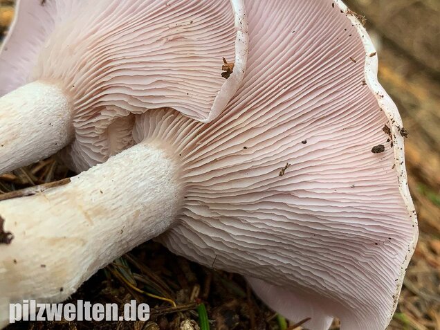 Lavendelfarbener Rötelritterling, Lepista glaucocana