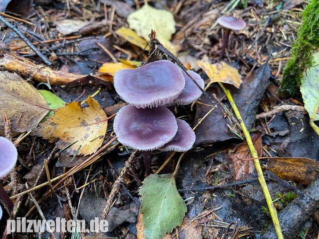 Lila Rettichhelmling, Mycena pura