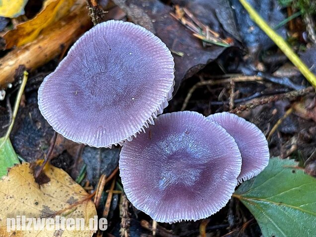Lila Rettichhelmling, Mycena pura