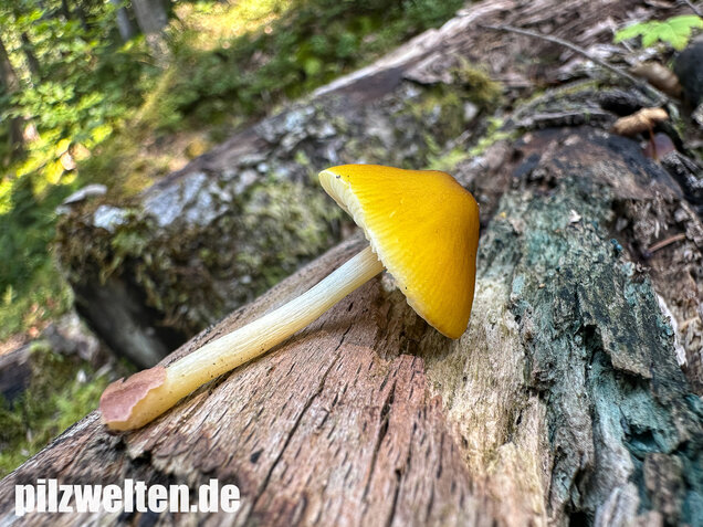 Löwengelber Dachpilz, Pluteus leoninus