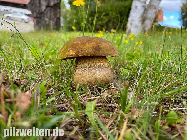 Netzstieliger Hexenröhrling, Suillellus luridus