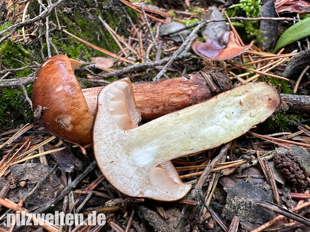 Geschupptstieliger Ritterling, Tricholoma fucatum