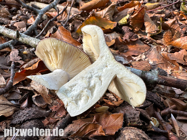 Papageitäubling, Kleiner Frauentäubling, Russula ionochlora