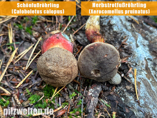 Herbstrotfußröhrling, Stattlicher Rotfußröhrling, Xerocomellus pruinatus