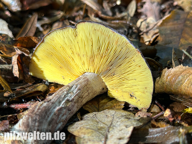 Gelbblättriger Rasling, Rötender Schönkopf, Calocybe favrei