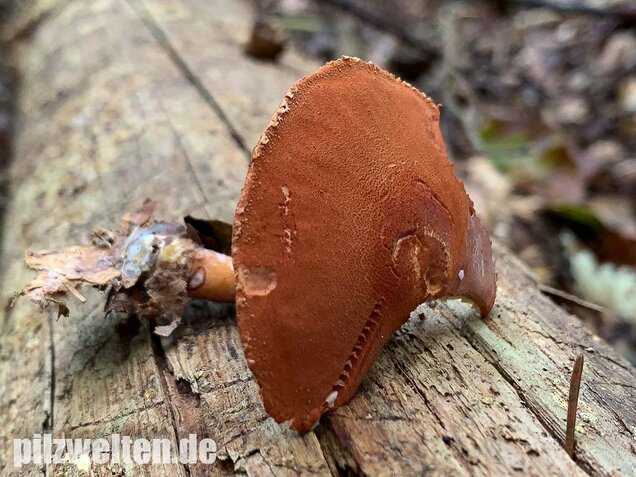 Rostroter Körnchenschirmling, Cystodermella granulosa