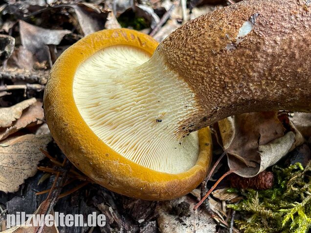 Samtfußkrempling, Tapinella atrotomentosa