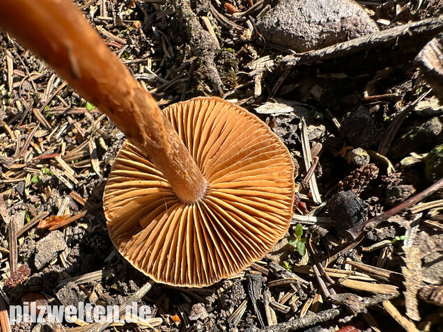 Schuppiger Dickfuß, Cortinarius pholideus