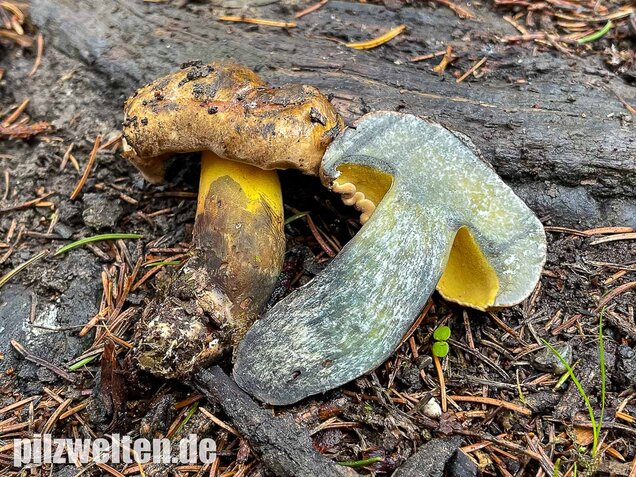 Schwarzblauender Röhrling, Cyanoboletus pulverulentus