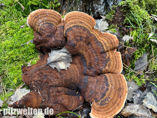 Schwarzgebänderter Harzporling, Nadelholzharzporling, Ischnoderma benzoinum