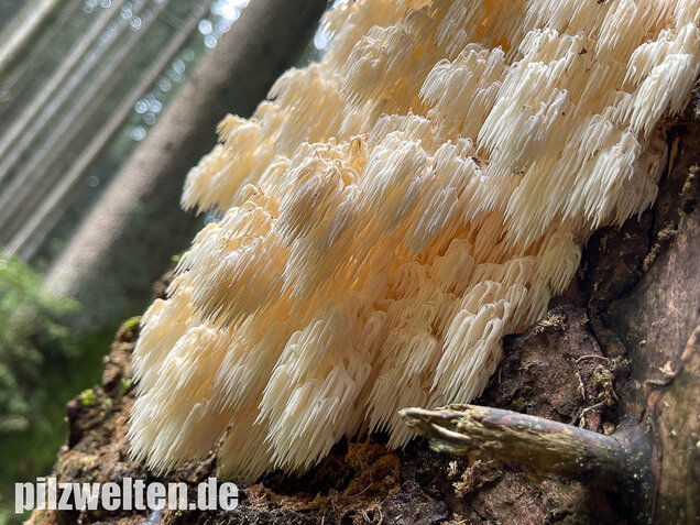 Tannenstachelbart, Hericium flagellum