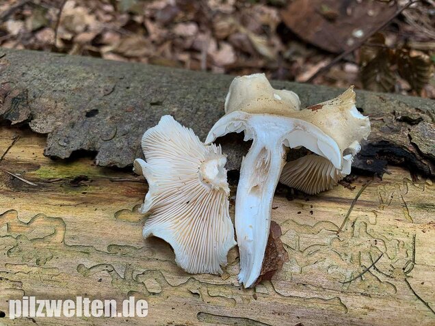 Unverschämter Ritterling, Tricholoma lascivum