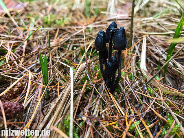 Weißmilchender Schwarzhelmling, Mycena leucogala