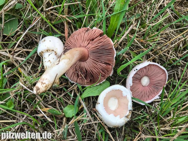 Wiesenchampignon, Agaricus campestris