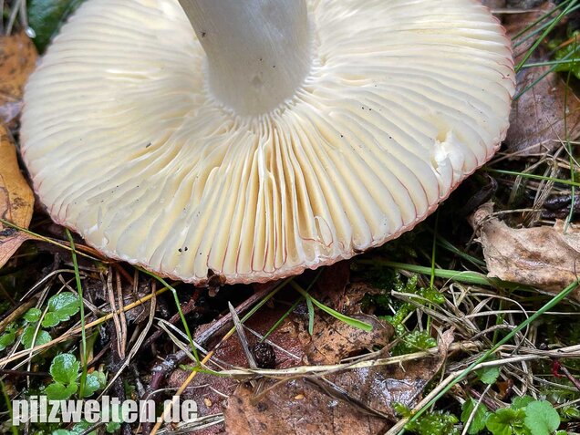 Apfeltäubling, Russula paludosa