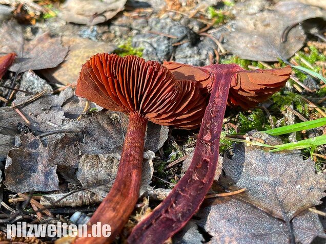 Blutroter Hautkopf, Cortinarius sanguineus