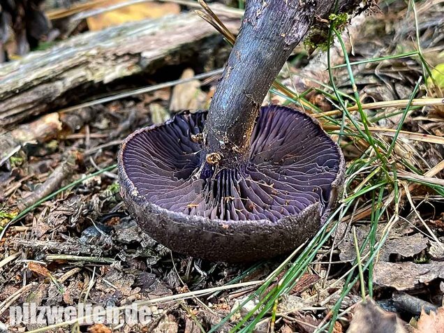 Dunkelvioletter Nadelwaldschleierling, Cortinarius hercynicus