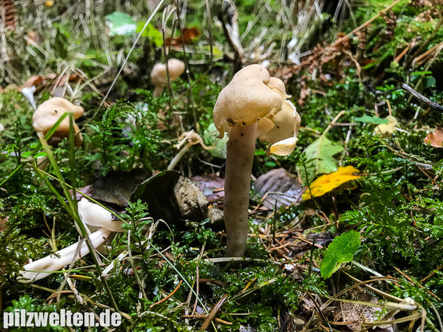 Elastische Lorchel, Helvella elastica