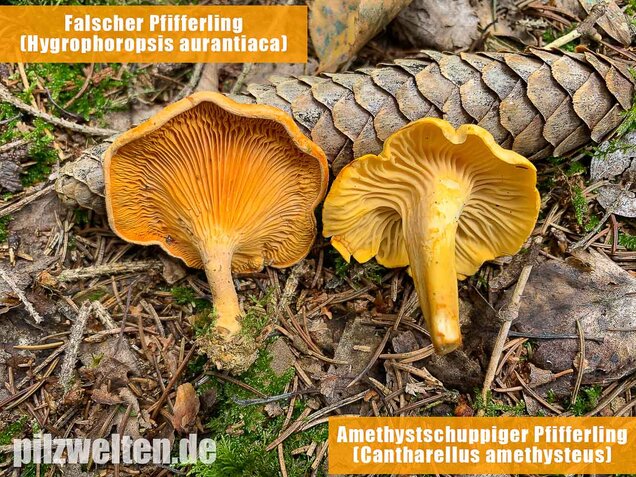 Falscher Pfifferling, Afterleistling, Hygrophoropsis aurantiaca