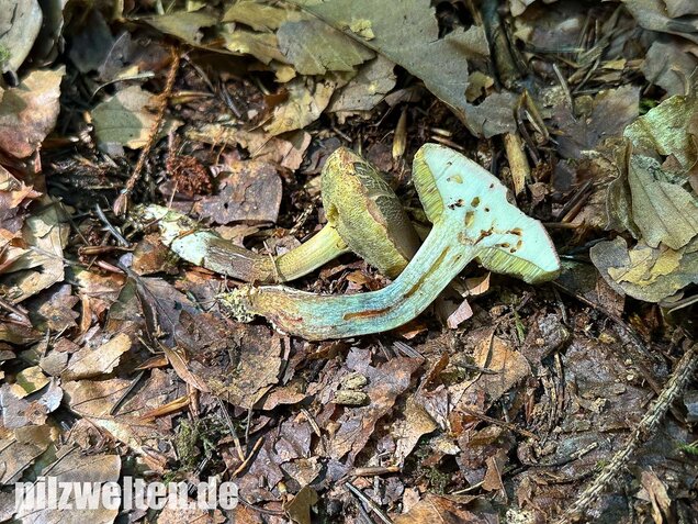 Falscher Rotfußröhrling, Düsterer Rotfußröhrling, Xerocomellus porosporus