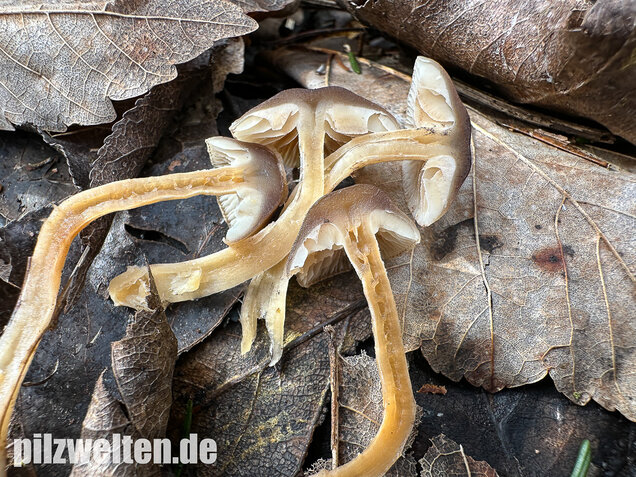 Fettigglänzender Häubling, Blätter-Scheinschüppling, Meottomyces dissimulans