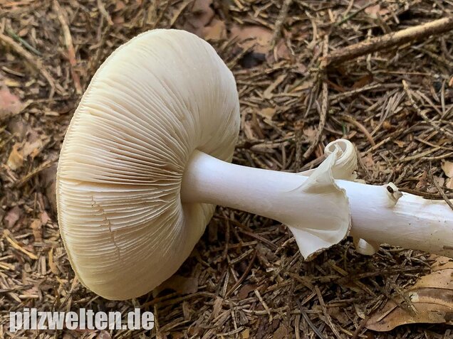 Gelber Knollenblätterpilz (weiße Form), Amanita citrina var. alba