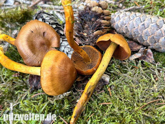 Orangerandiger Hautkopf, Cortinarius malicorius