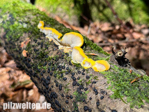 Gilbende Tramete, Spitzwarzige Weißfäuletramete, Antrodiella serpula