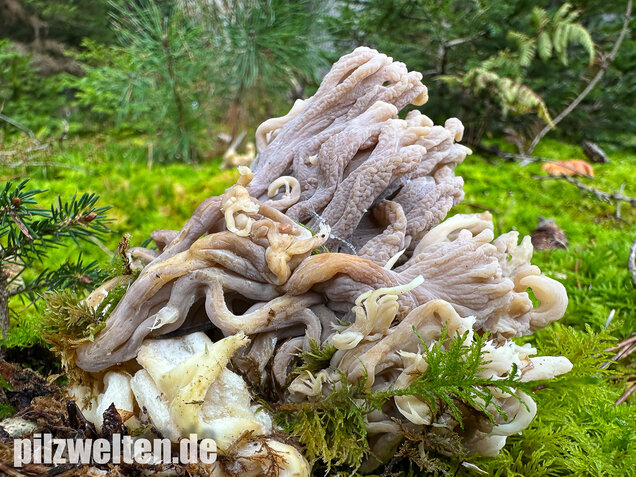 Graue Koralle, Grauer Keulenpilz, Clavulina cinerea