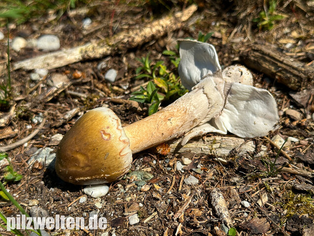 Grauhäutiger Scheidenstreifling, Amanita submembranacea