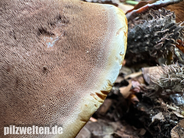 Grubiger Korkstacheling, Hydnellum scrobiculatum