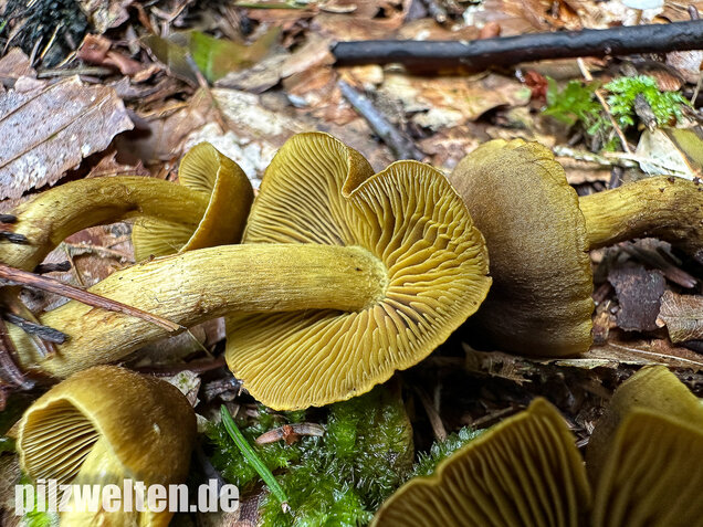 Grünblättriger Hautkopf, Hainbuchenhautkopf, Cortinarius olivaceofuscus